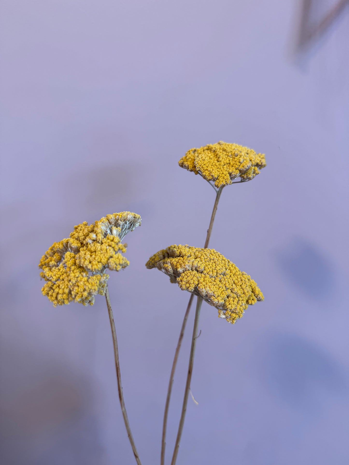 Achillea