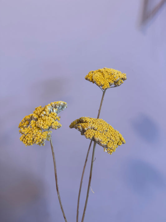 Achillea