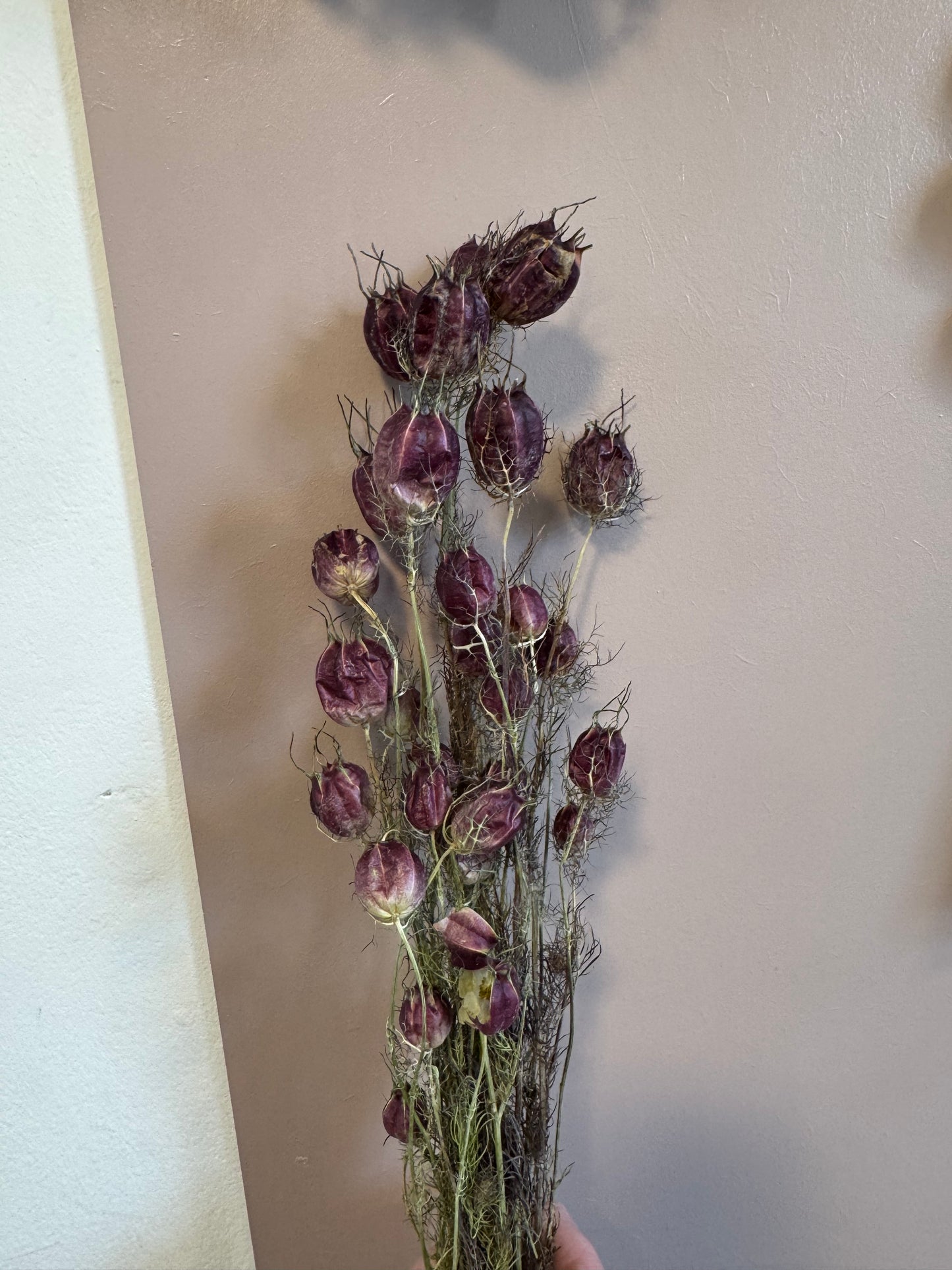 Nigella Pods