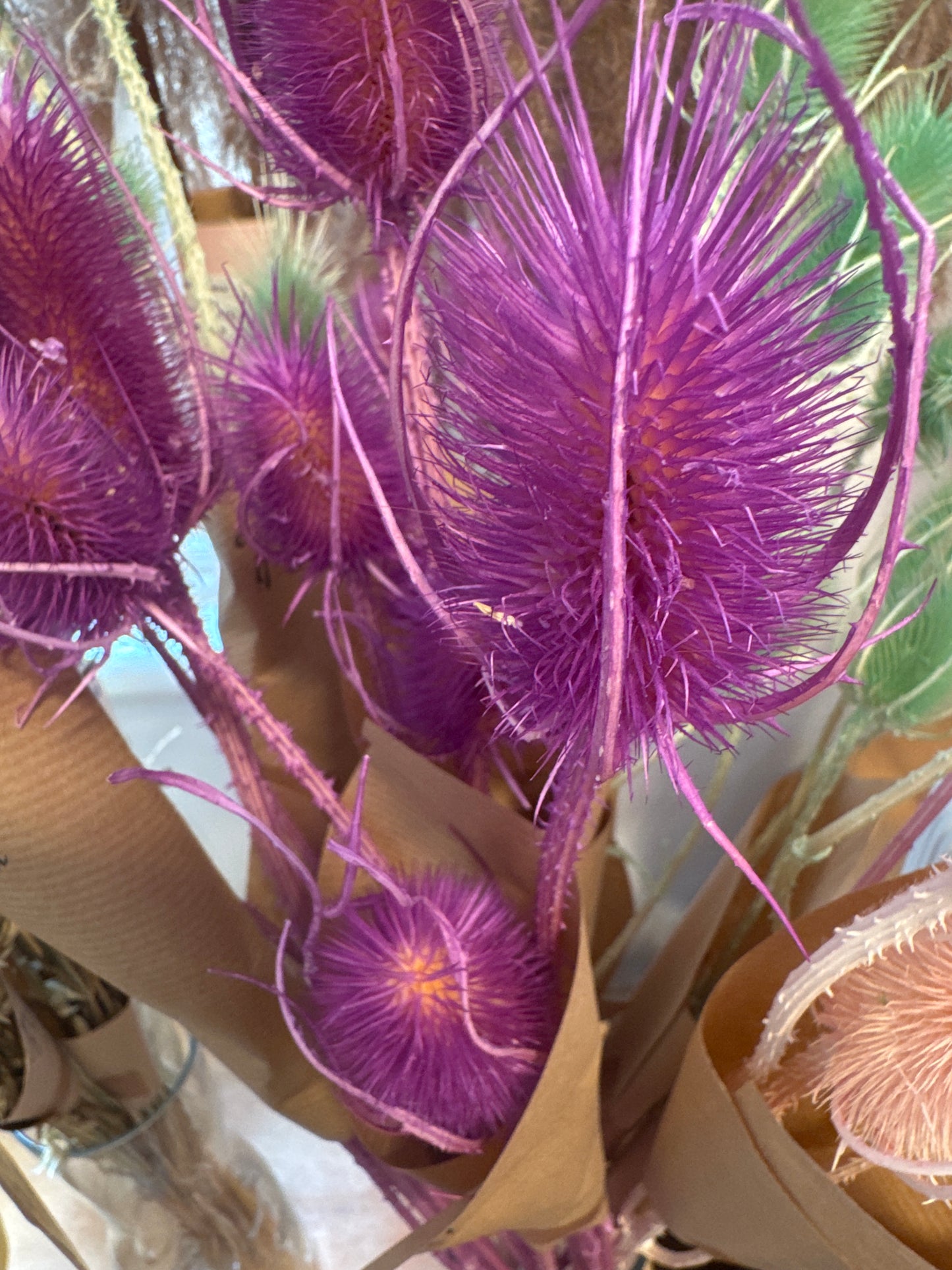 Teasels