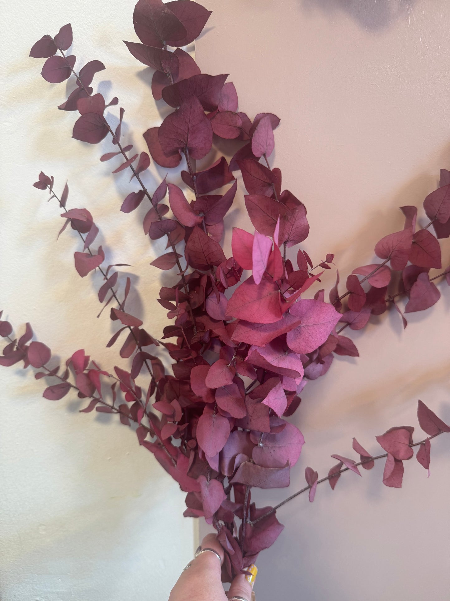 Pink Preserved Eucalyptus