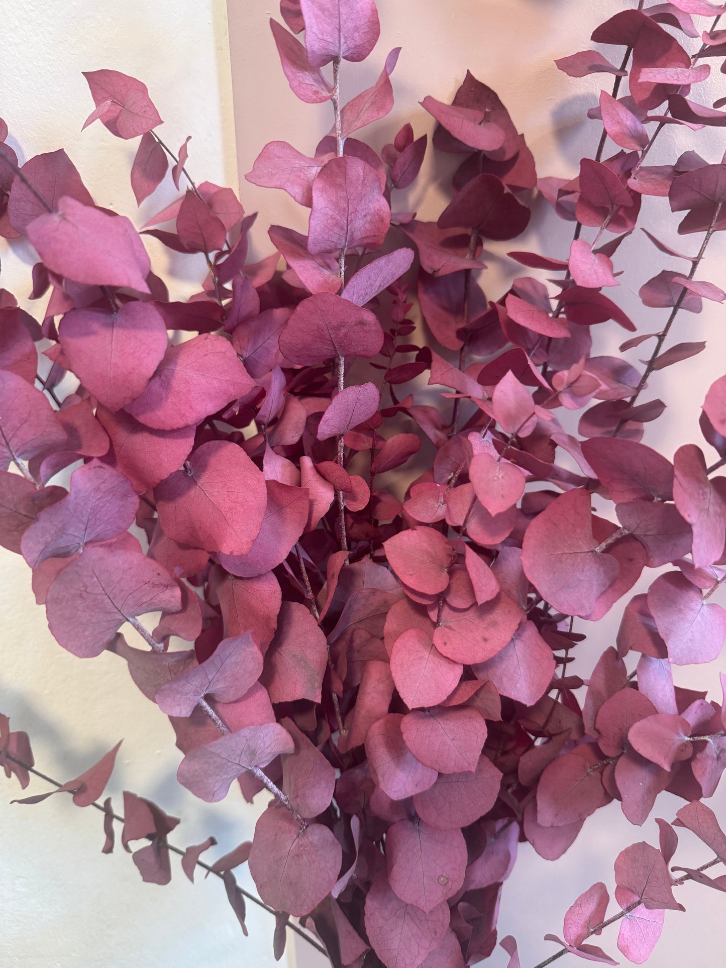 Pink Preserved Eucalyptus