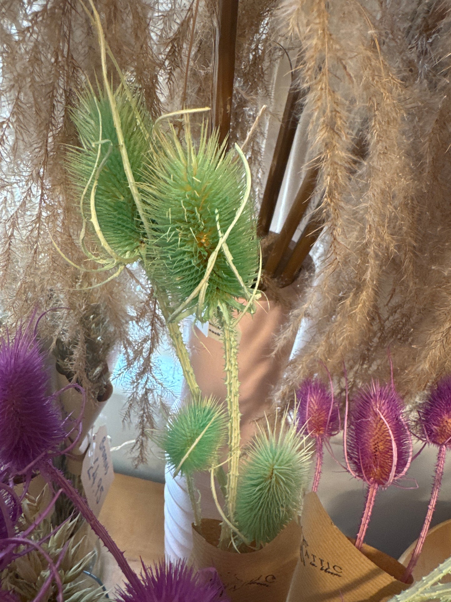 Teasels