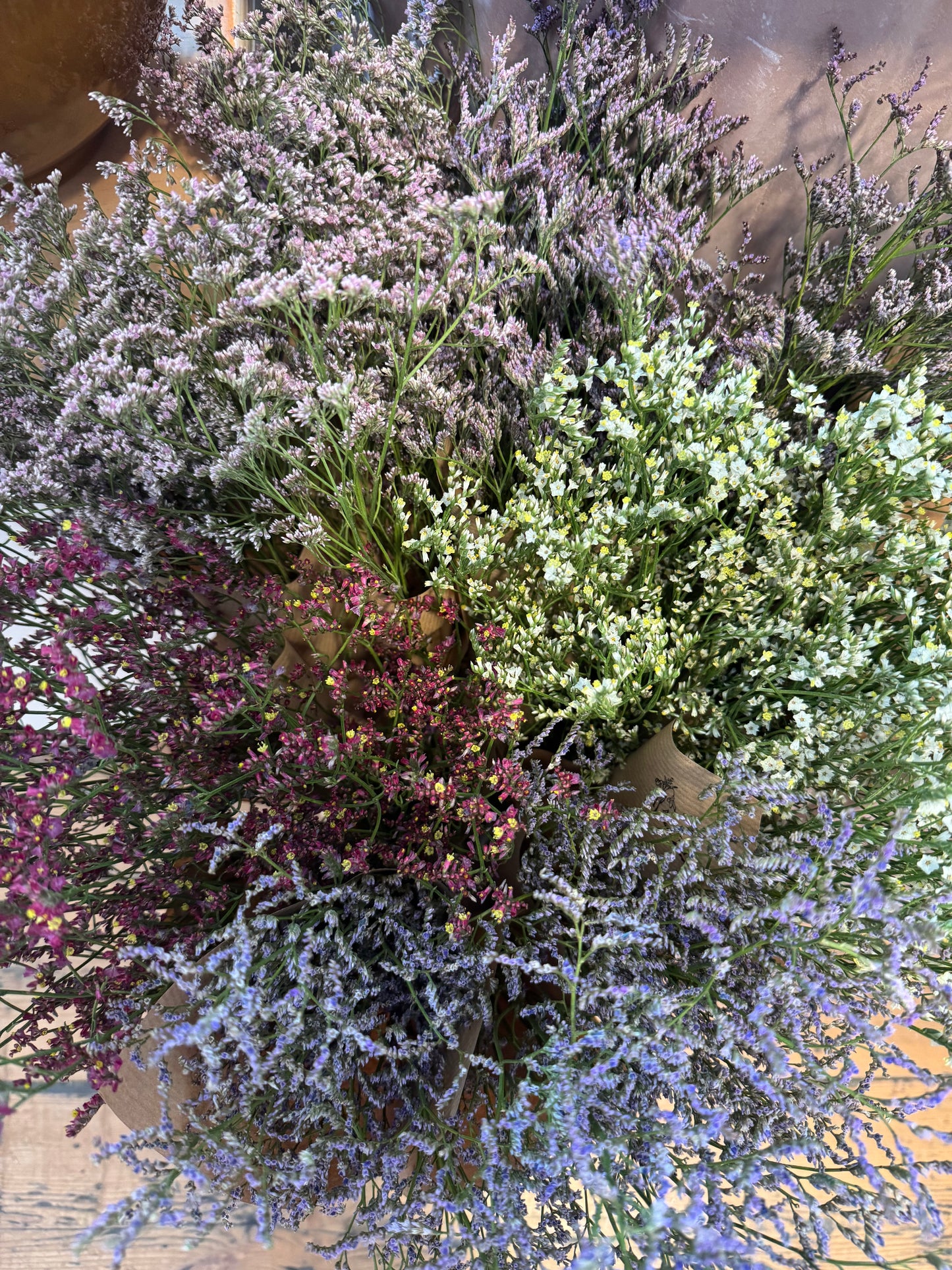 Limonium