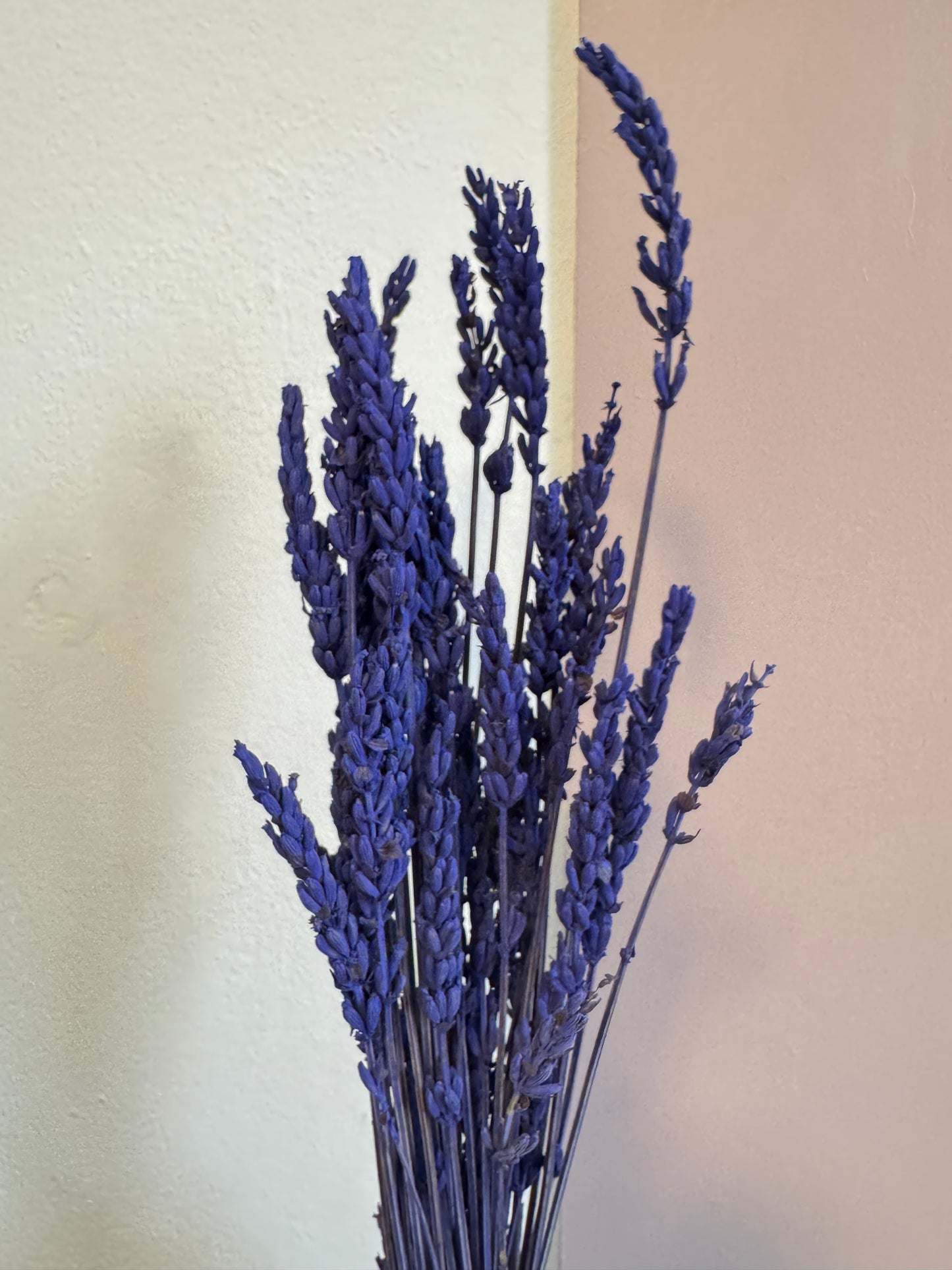 Preserved Lavender
