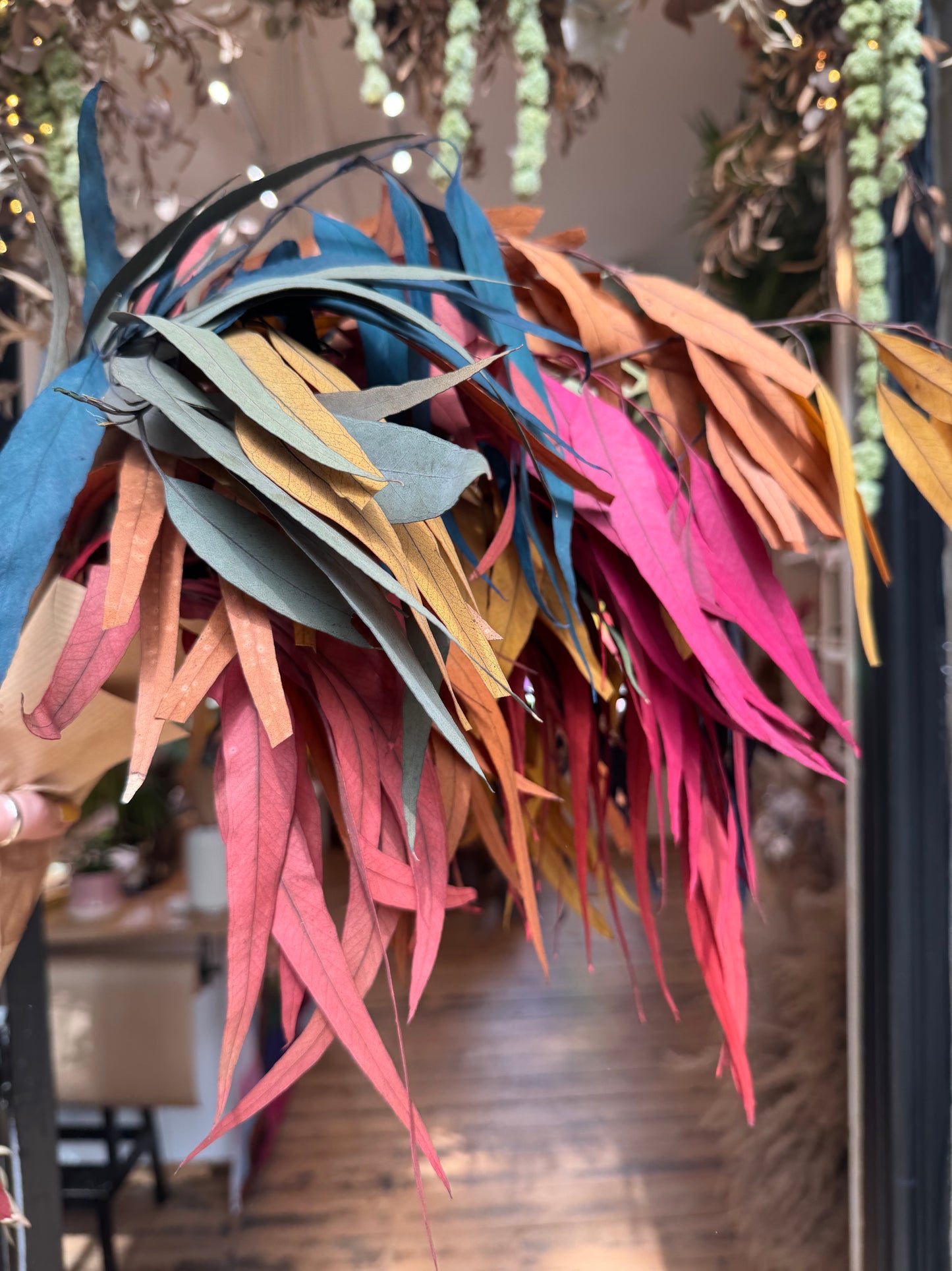 Rainbow Eucalyptus