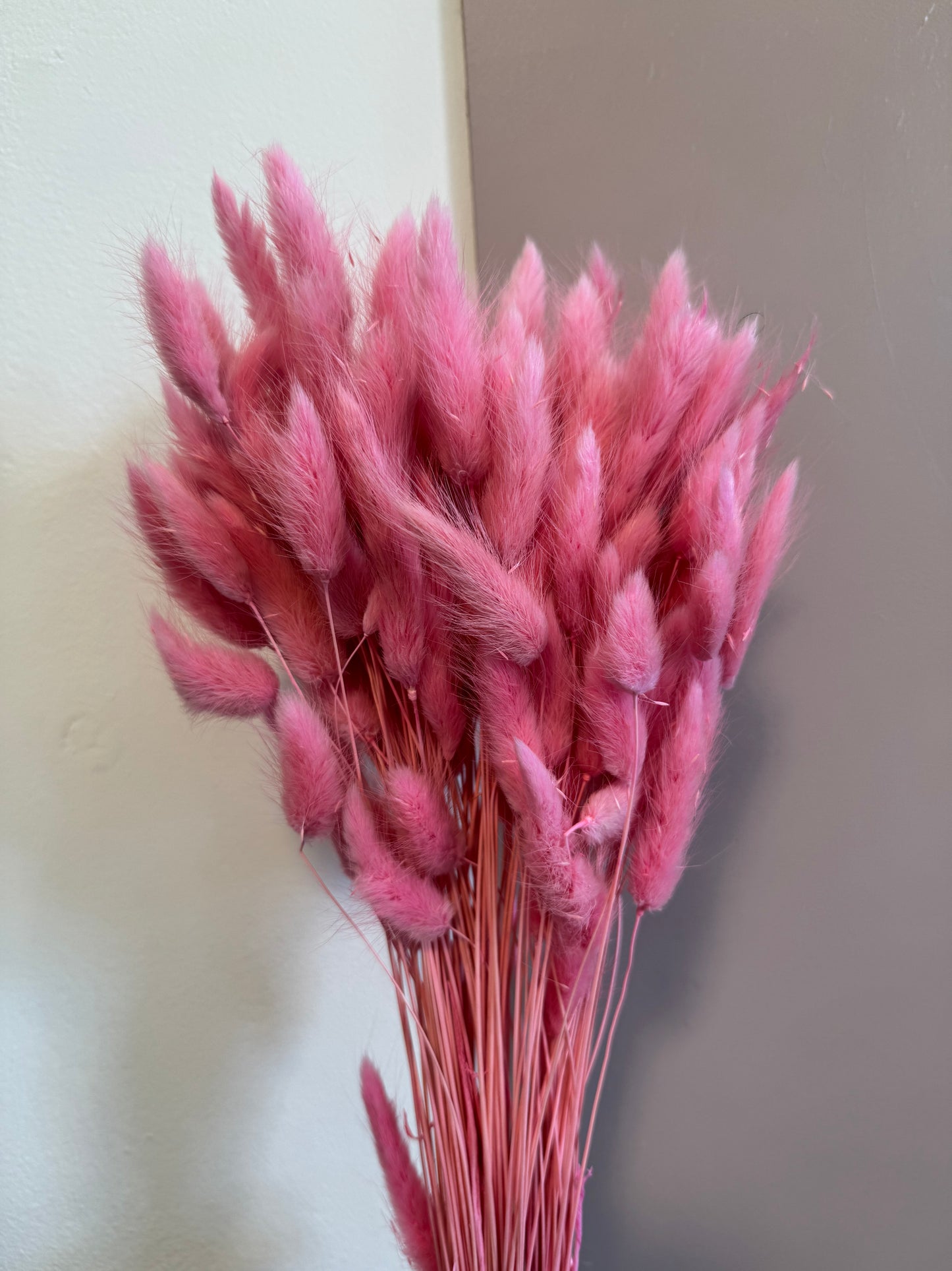 Bunny Tails