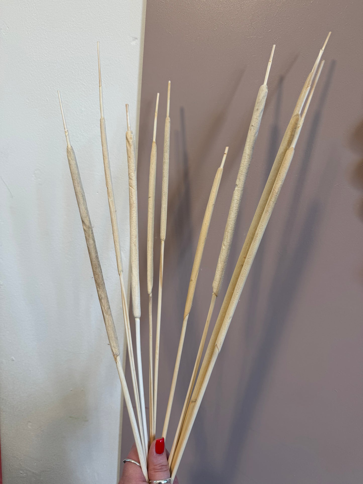 Typha Bullrush