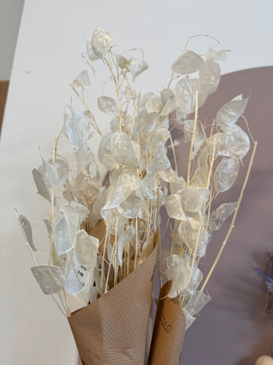 Lunaria (Honesty)