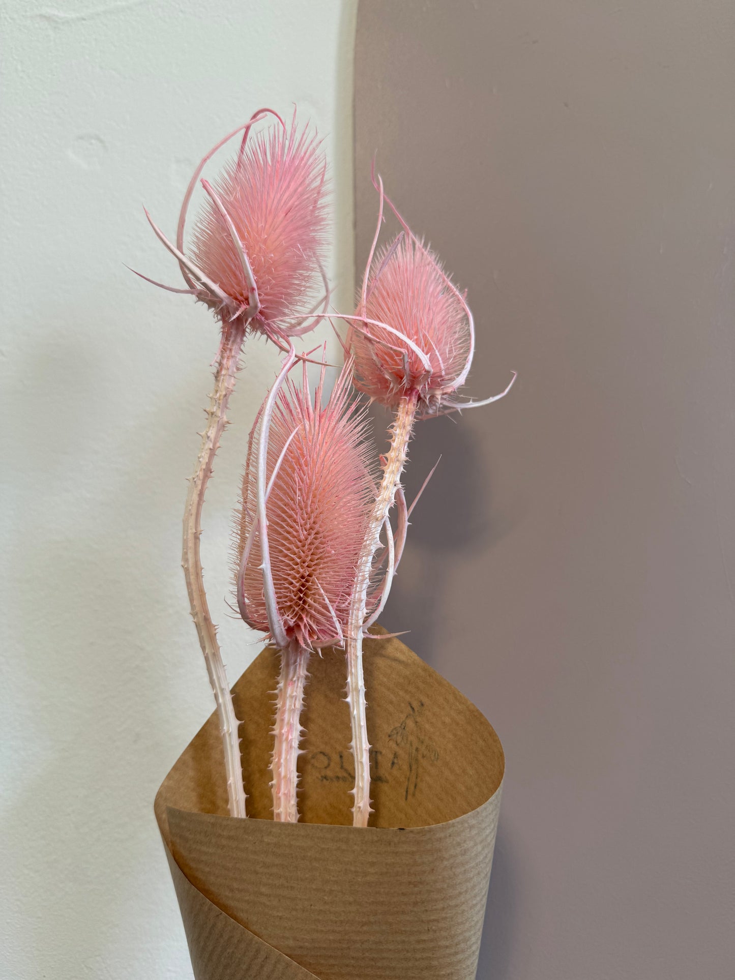 Teasels