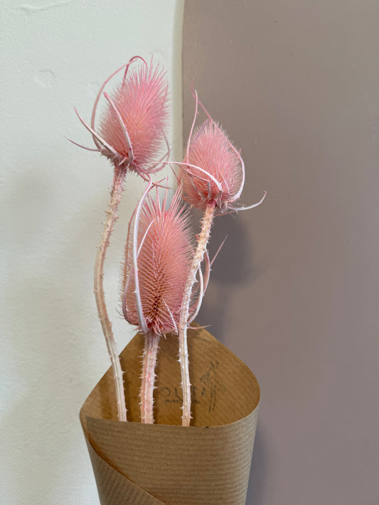 Teasels