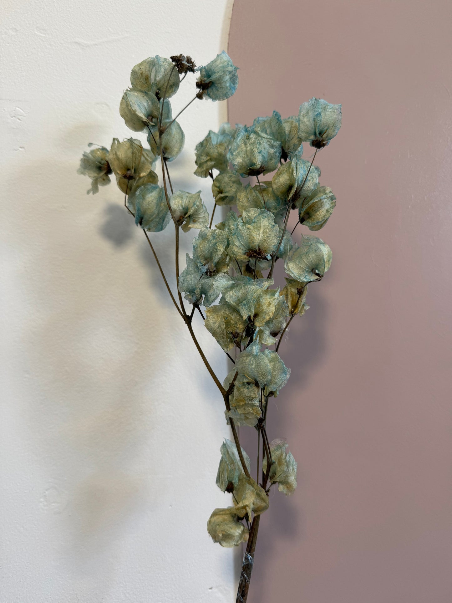 Bougainvillea