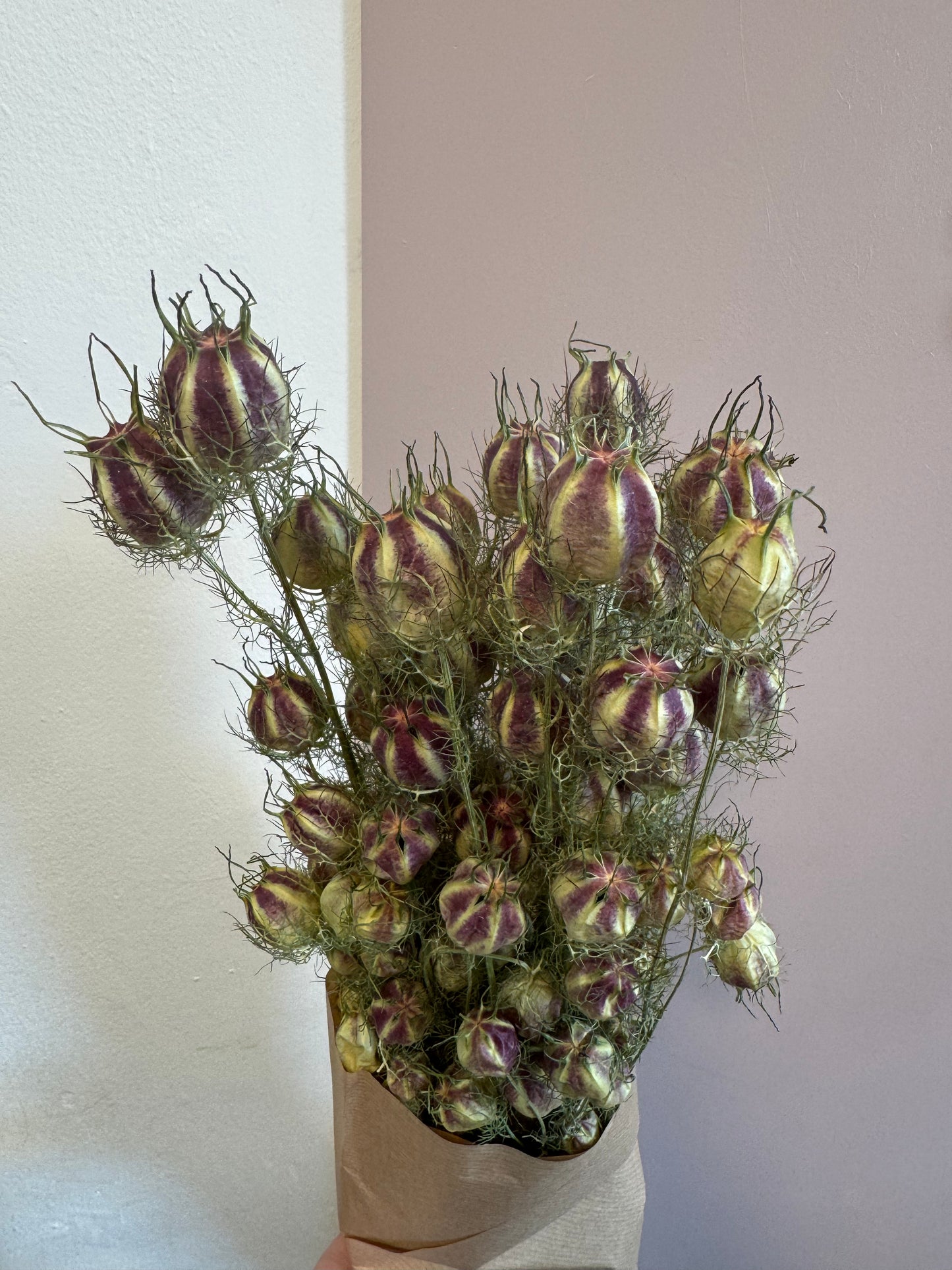 Nigella Pods