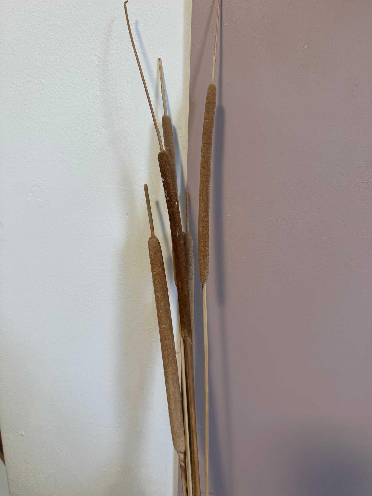 Typha Bullrush