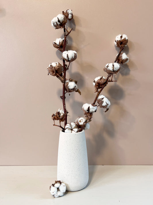 Dried Gossypium Cotton