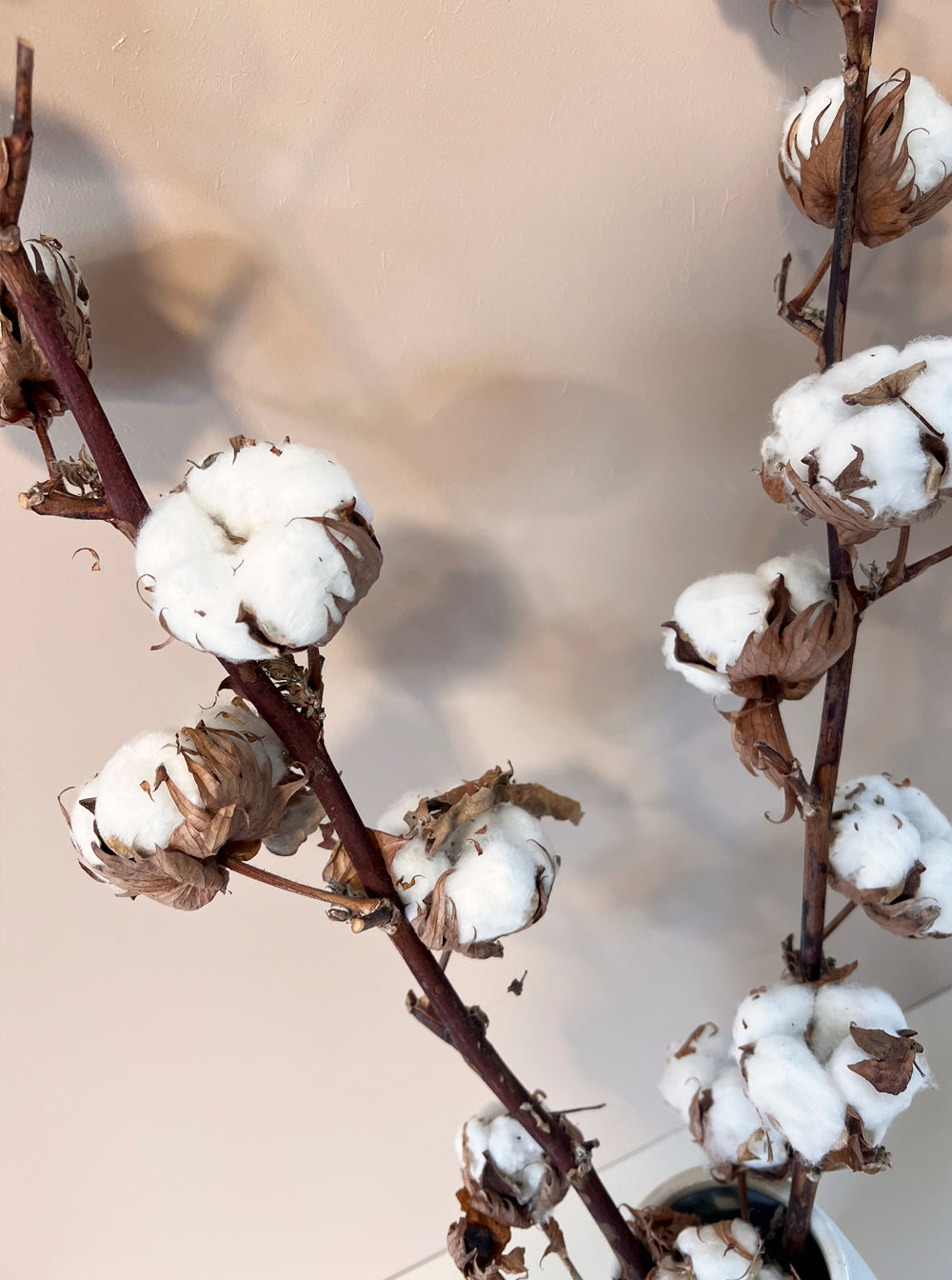 Dried Gossypium Cotton