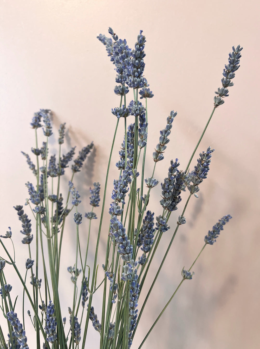 Dried lavender bunch