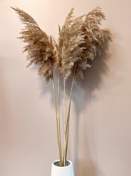 Pampas grass