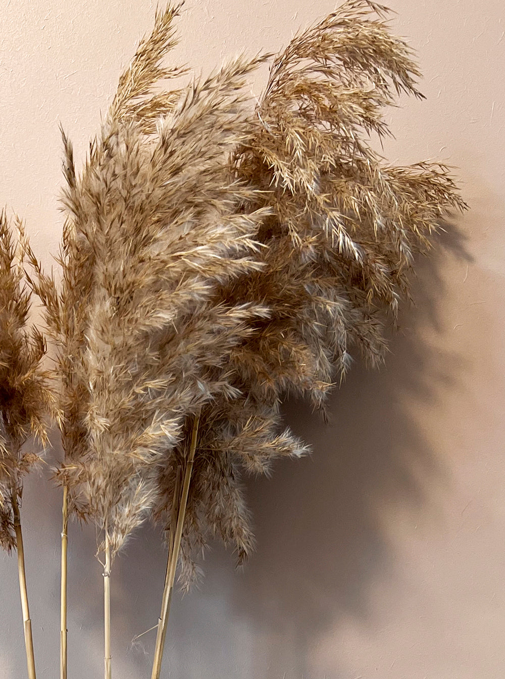 Pampas grass