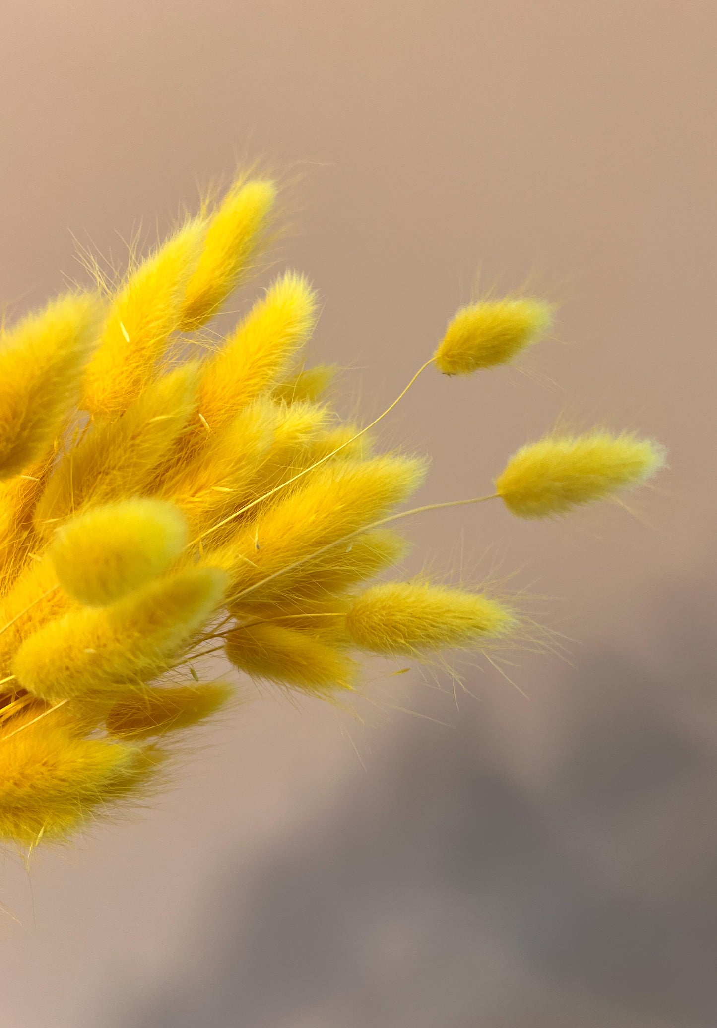 Dried Bunny Tails - bunch of 30