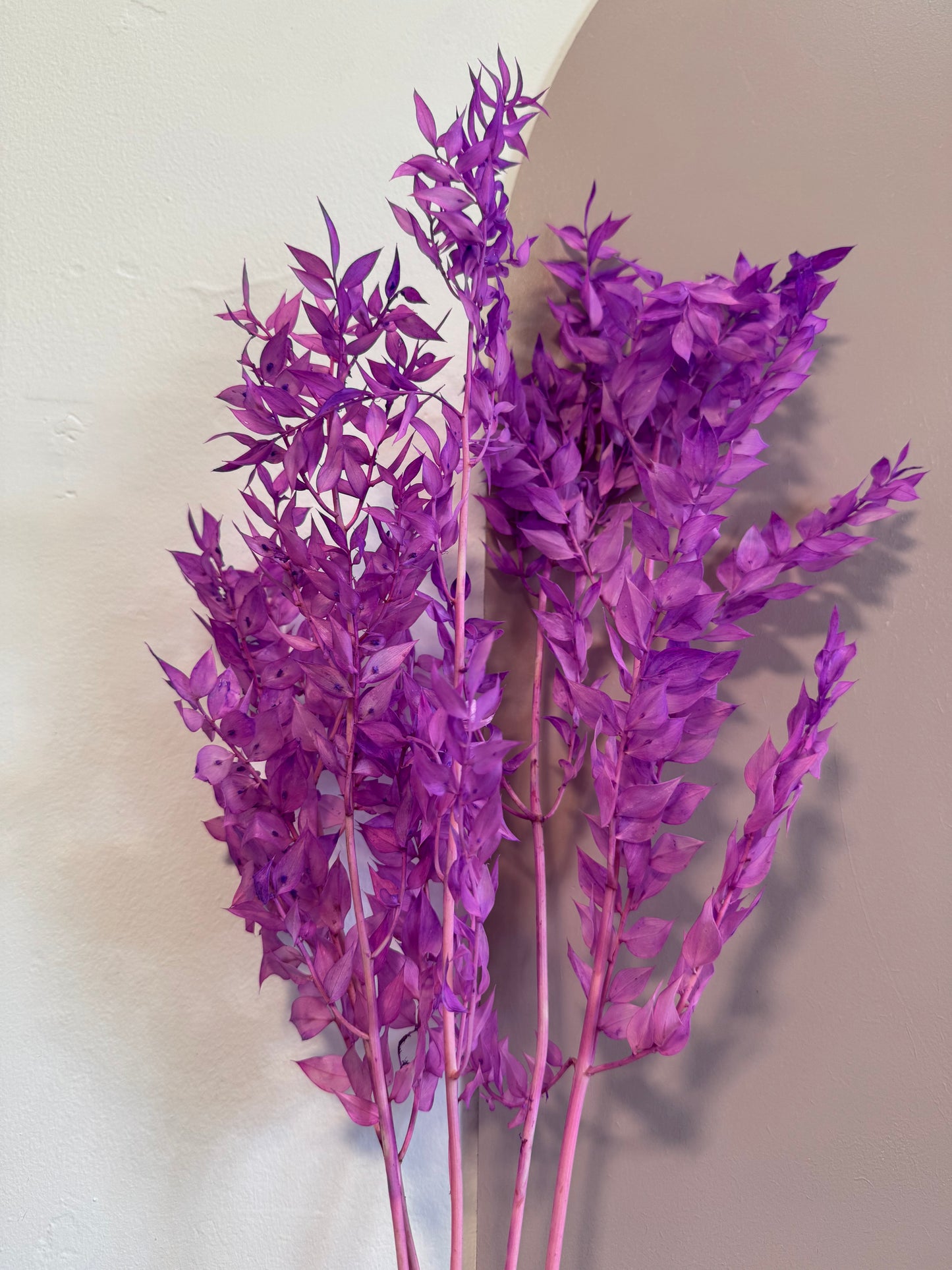 Coloured Preserved Ruscus