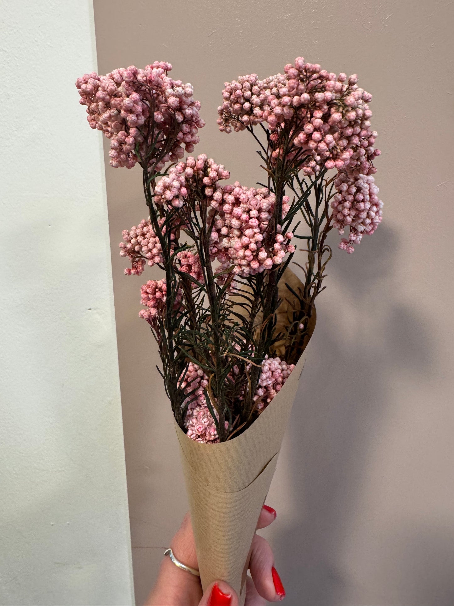 Ozothamnus