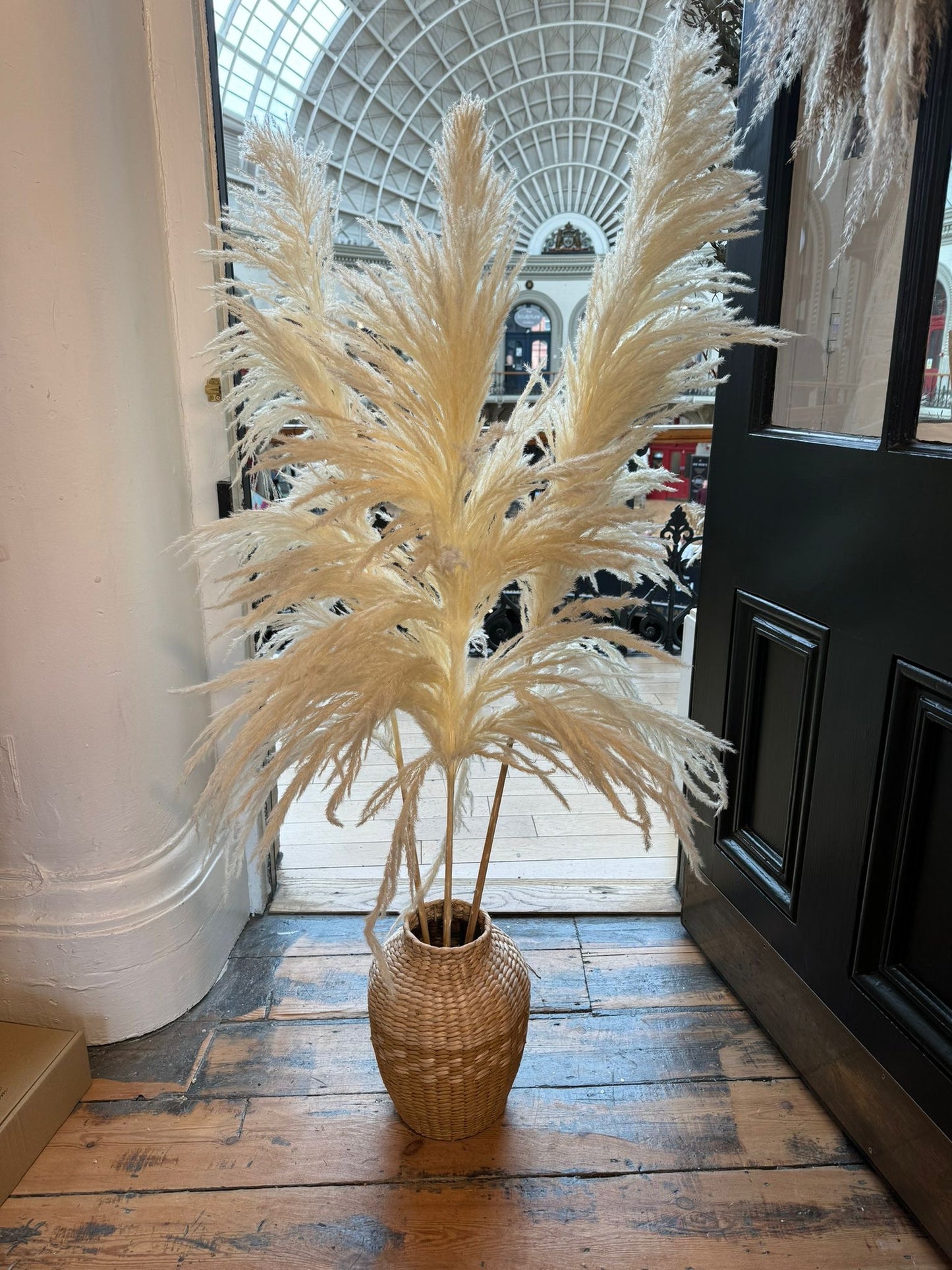 Pampas grass tall