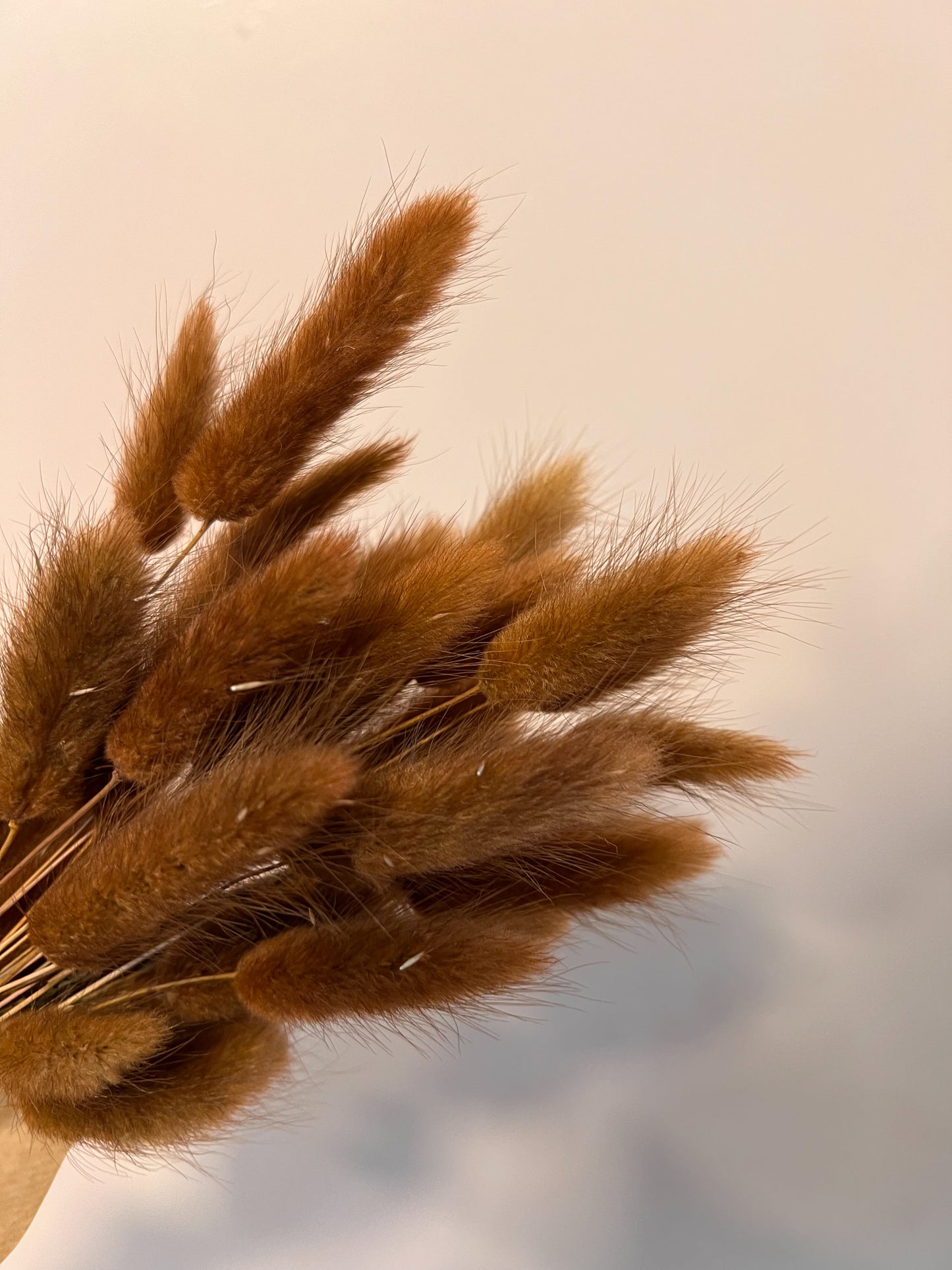 Dried Bunny Tails - bunch of 30
