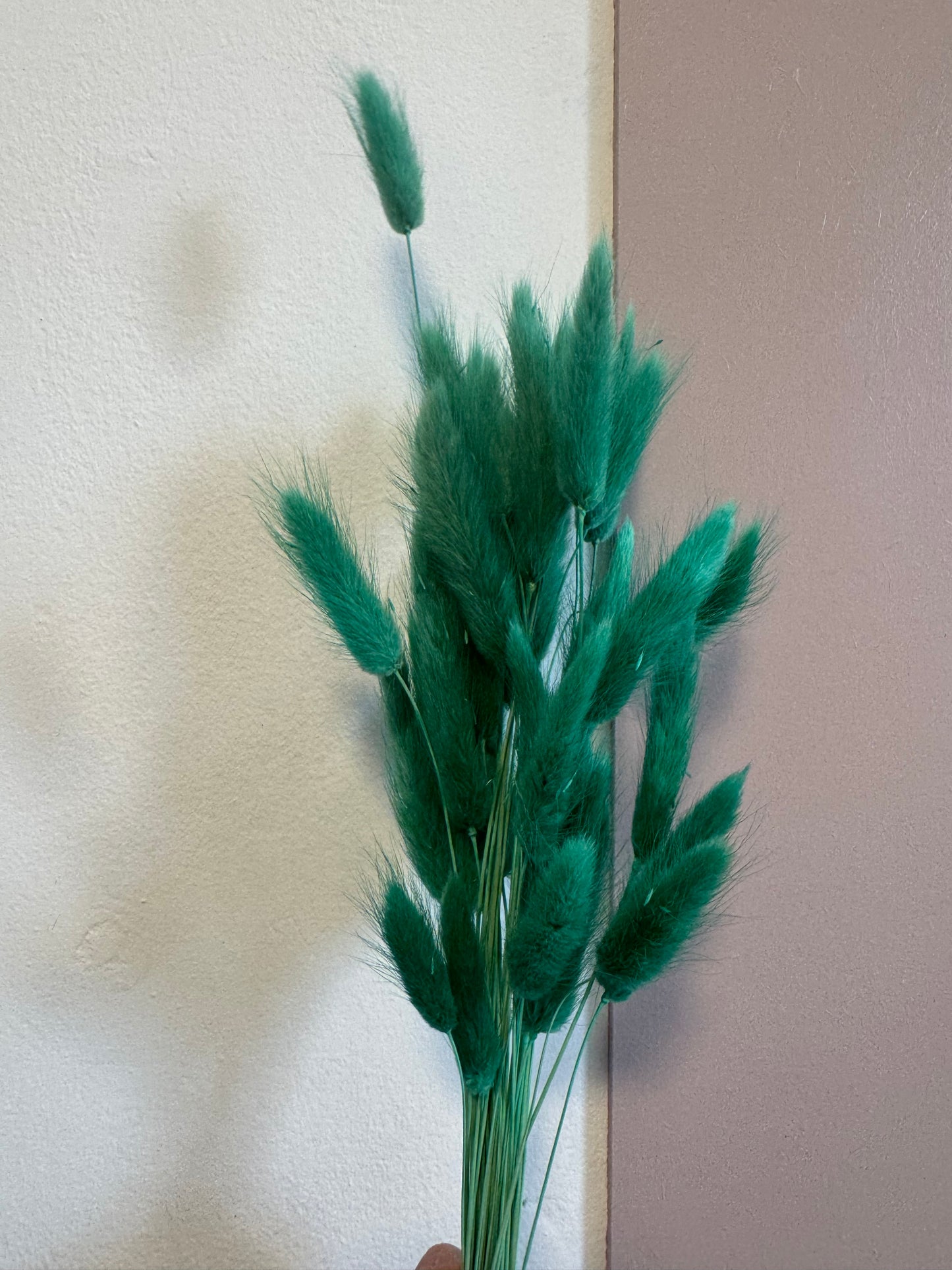 Bunny Tails