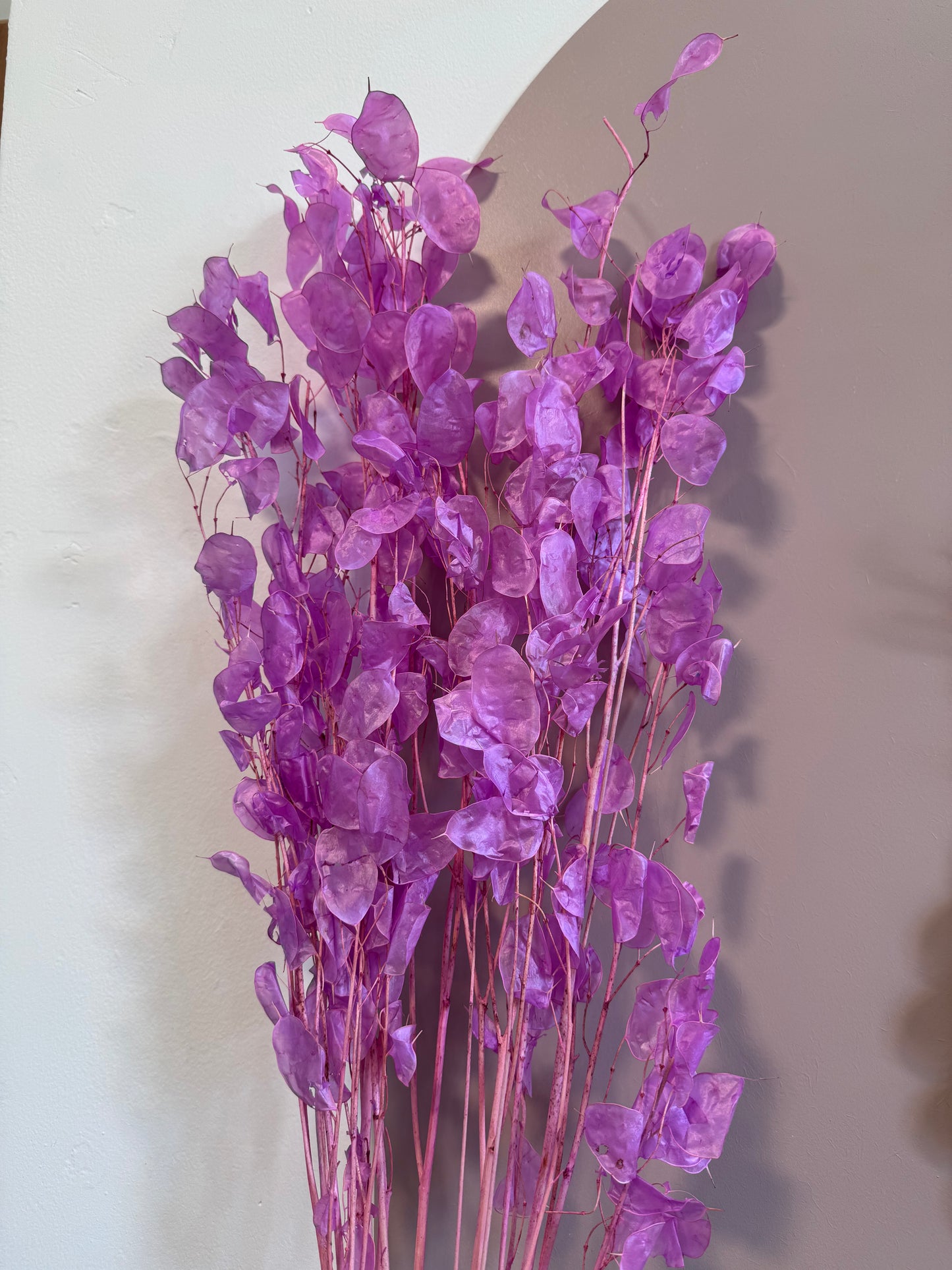 Coloured Lunaria