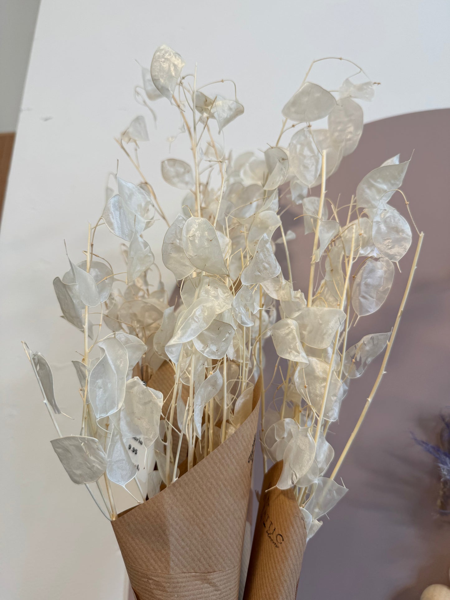 Lunaria (Honesty)