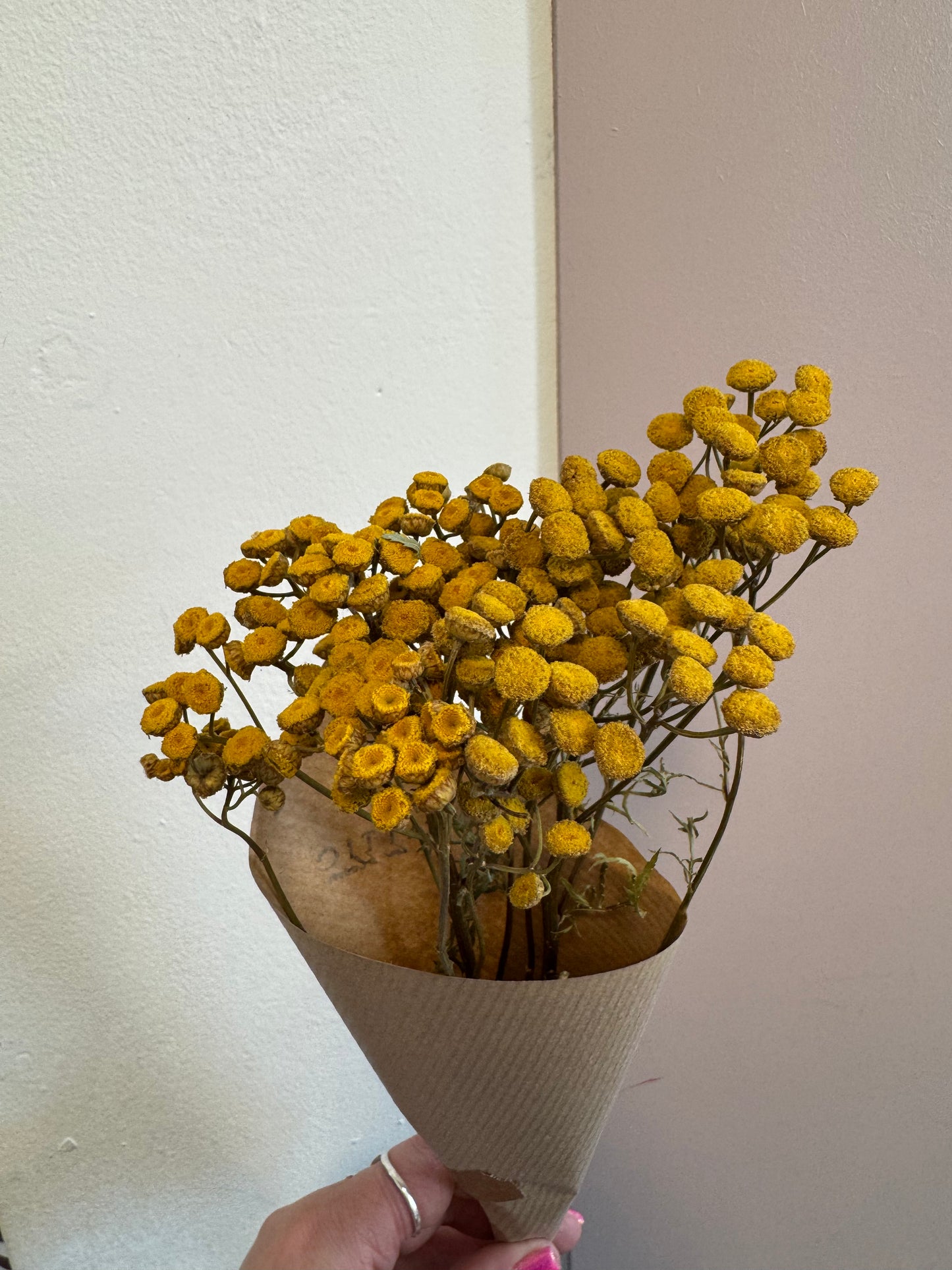 Tanacetum