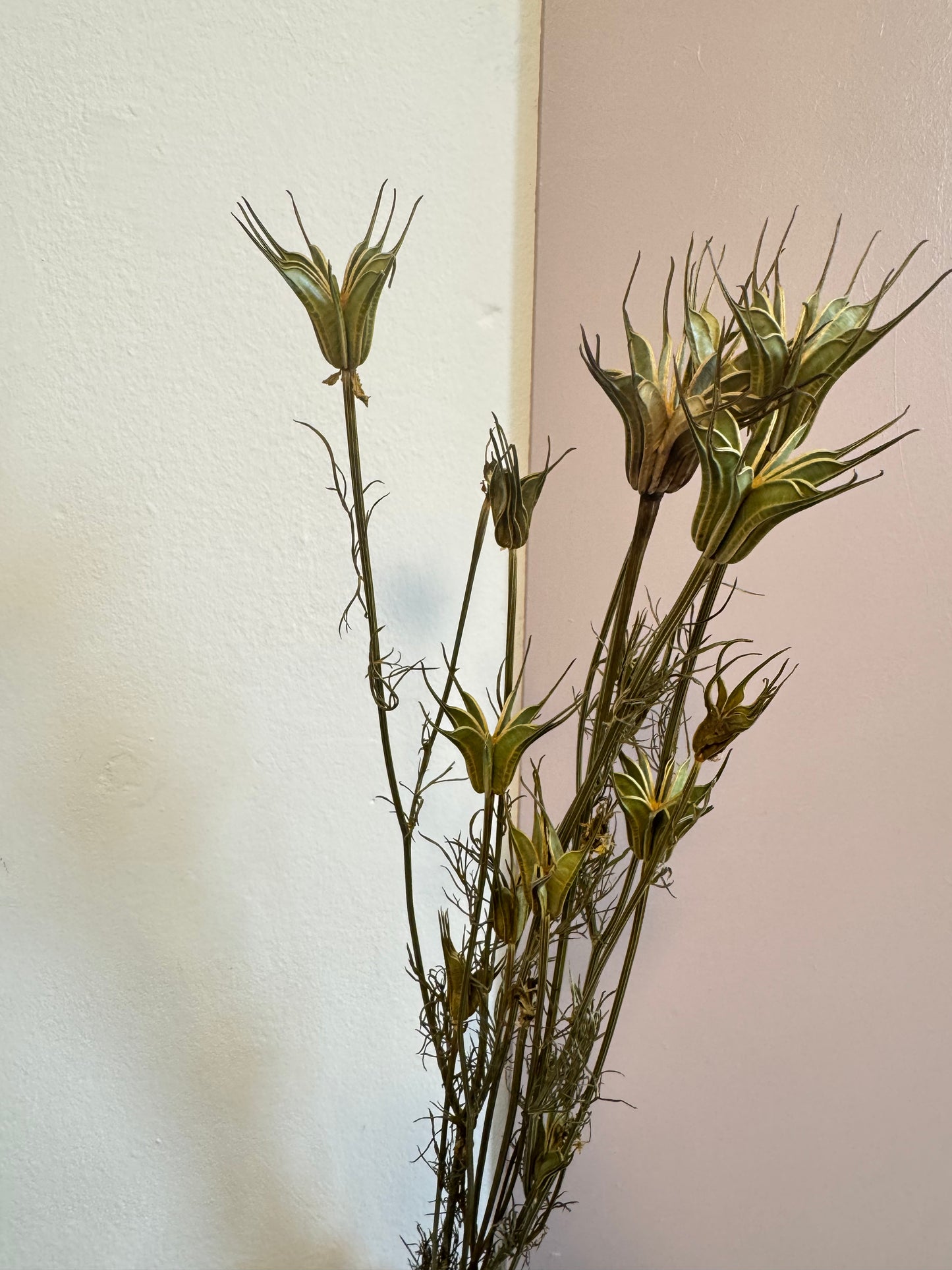Nigella