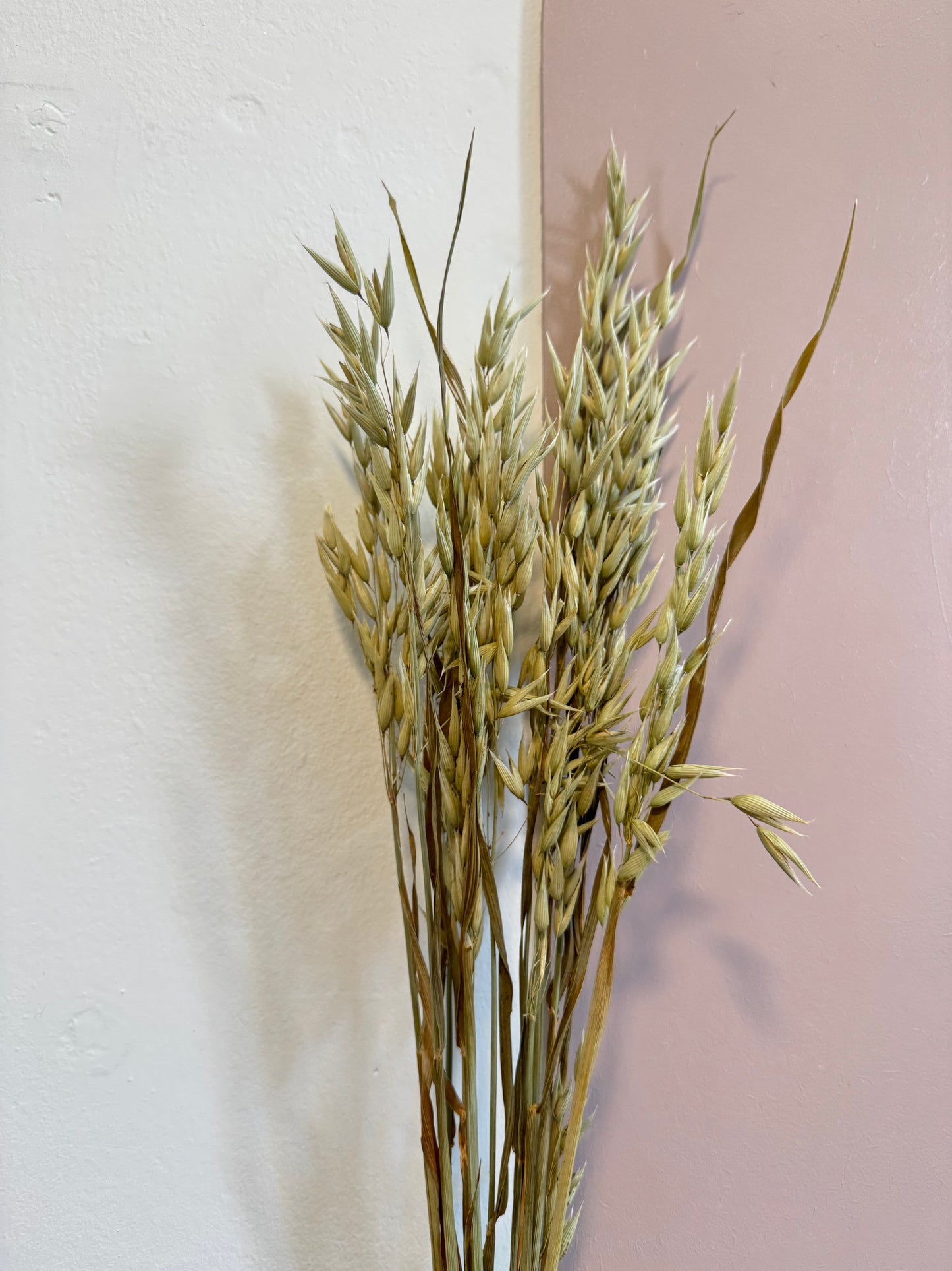 Avena