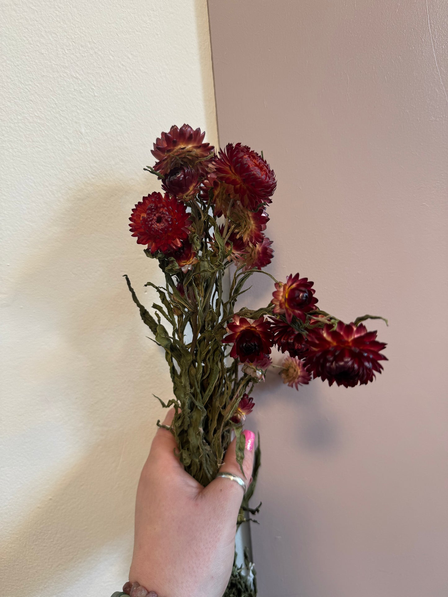 Helichrysum