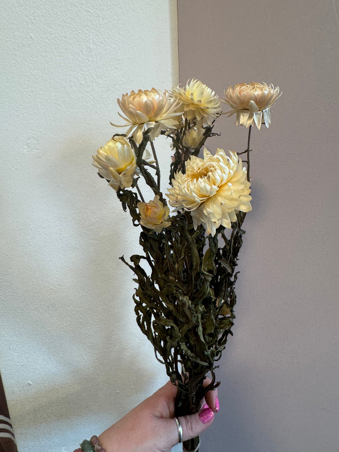 Helichrysum