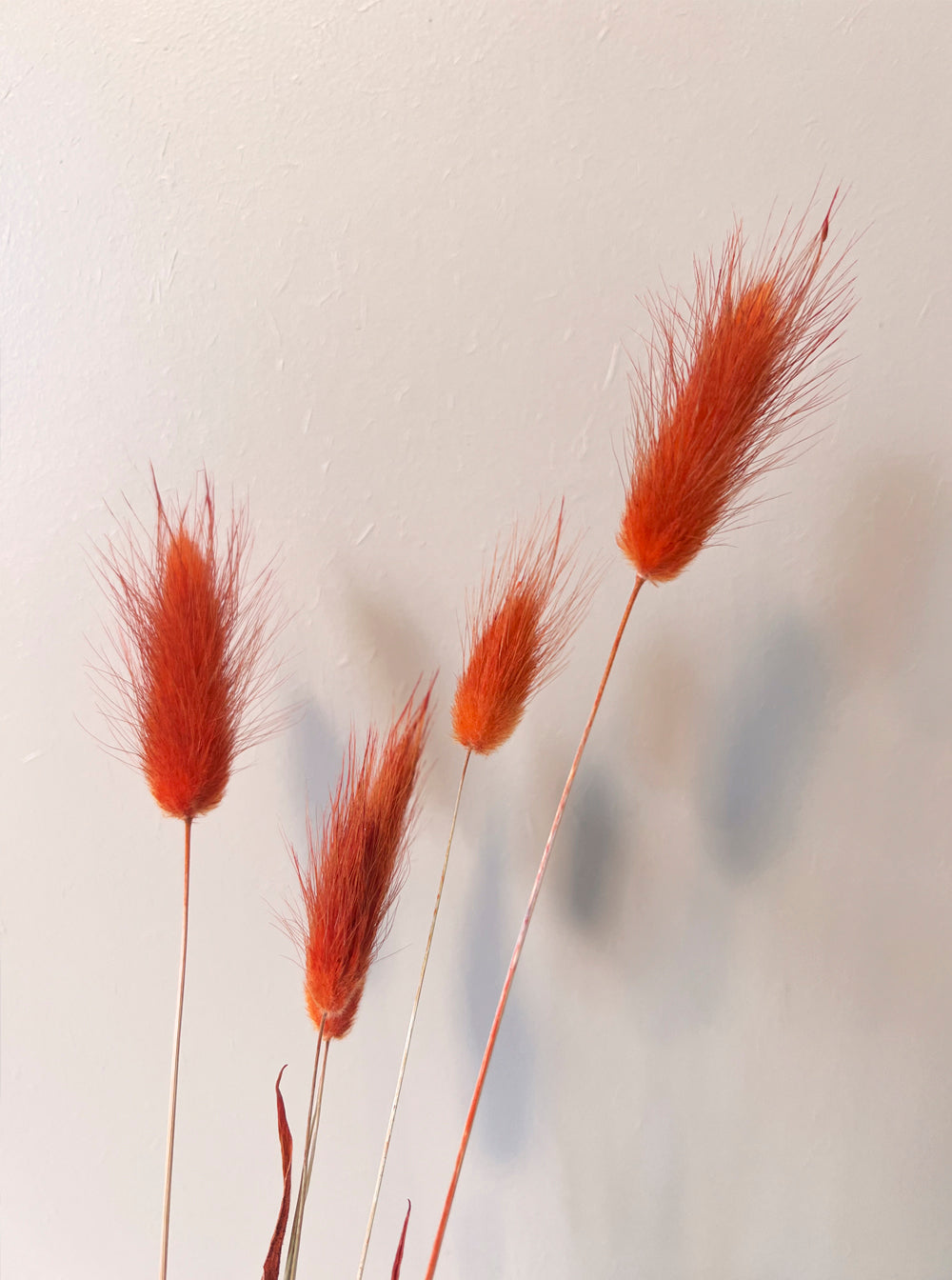 Dried Bunny Tails - bunch of 30