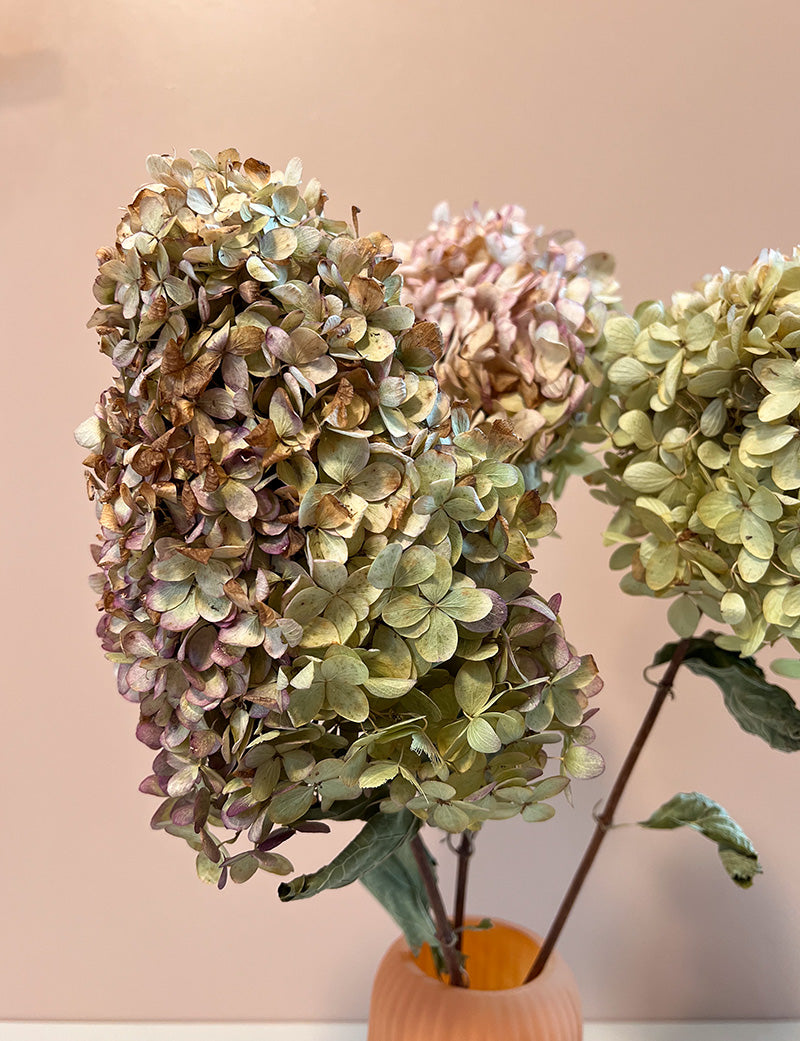 Dried Hydrangeas