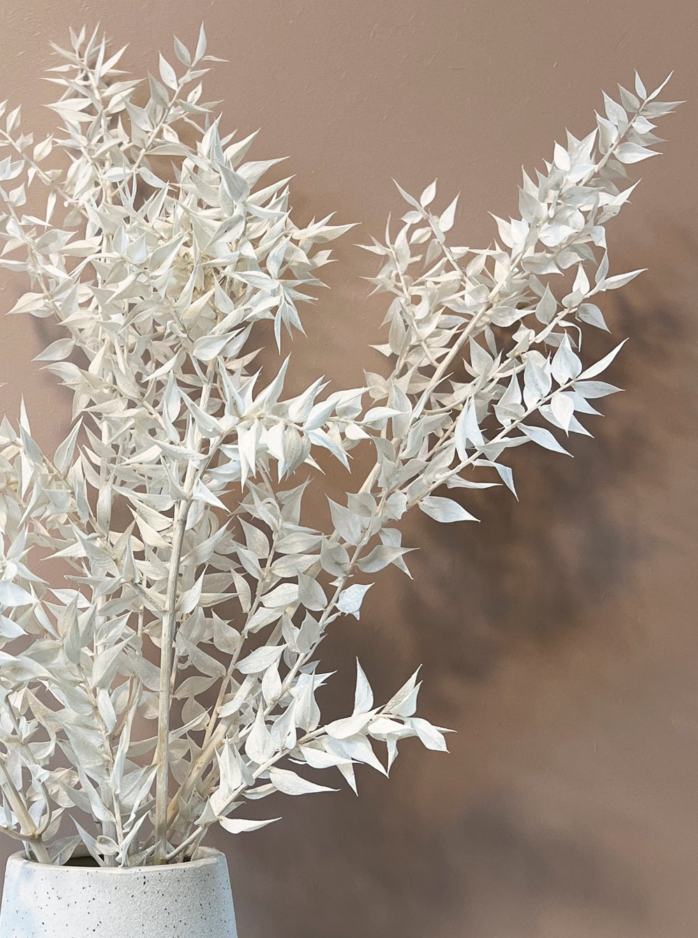 The Dried White Ruscus